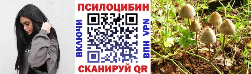 Галлюциногенные грибы Psilocybe  Мензелинск 